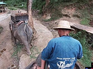 Eléphant équitation en Thaïlande avec des juveniles