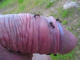 Abnormal dostum bir karınca tepenin onun içine küçük horoz uzatıp ve çok hoşlanıyor